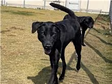 The dog, from the shelter's listing