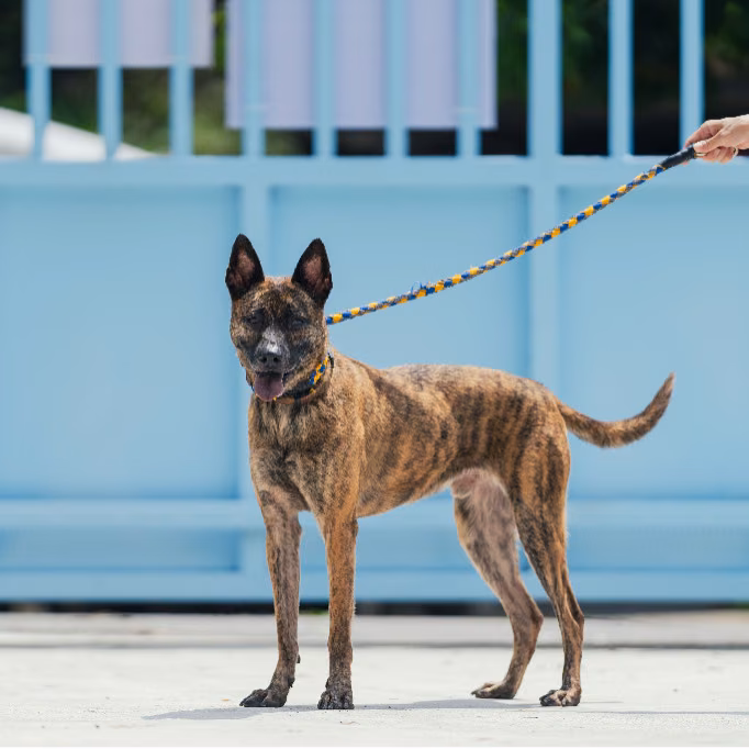 The dog, from the shelter's listing