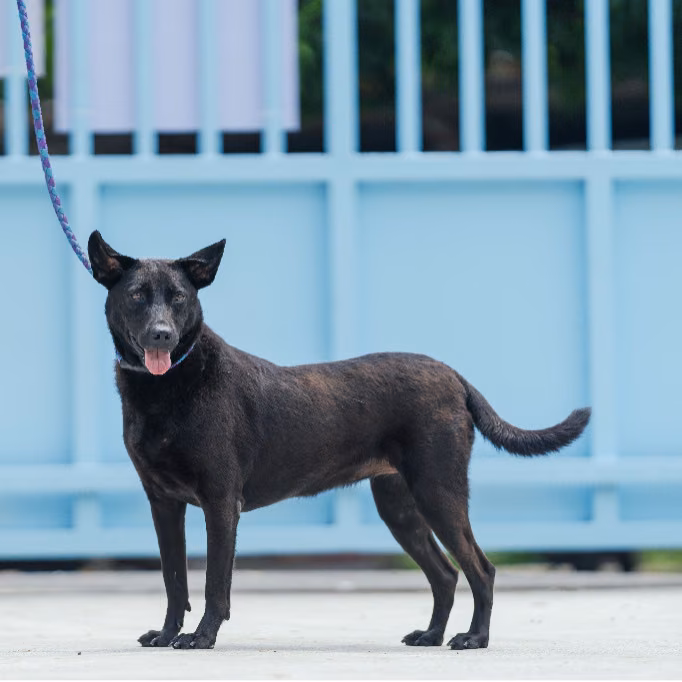 The dog, from the shelter's listing