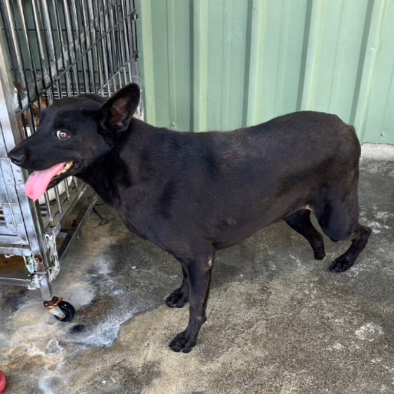 The dog, from the shelter's listing