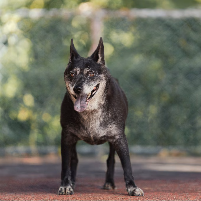 The dog, from the shelter's listing