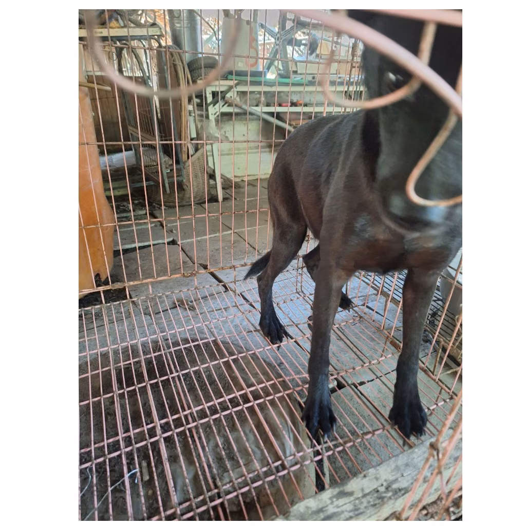 The dog, from the shelter's listing