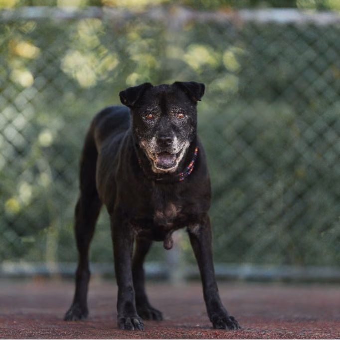 The dog, from the shelter's listing