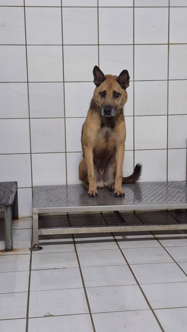 The dog, from the shelter's listing