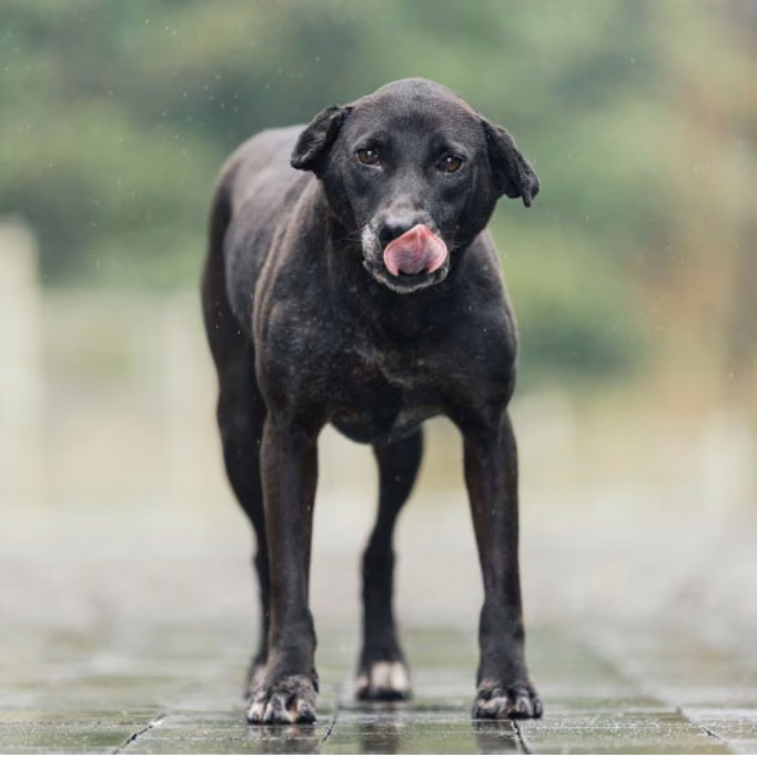 The dog, from the shelter's listing