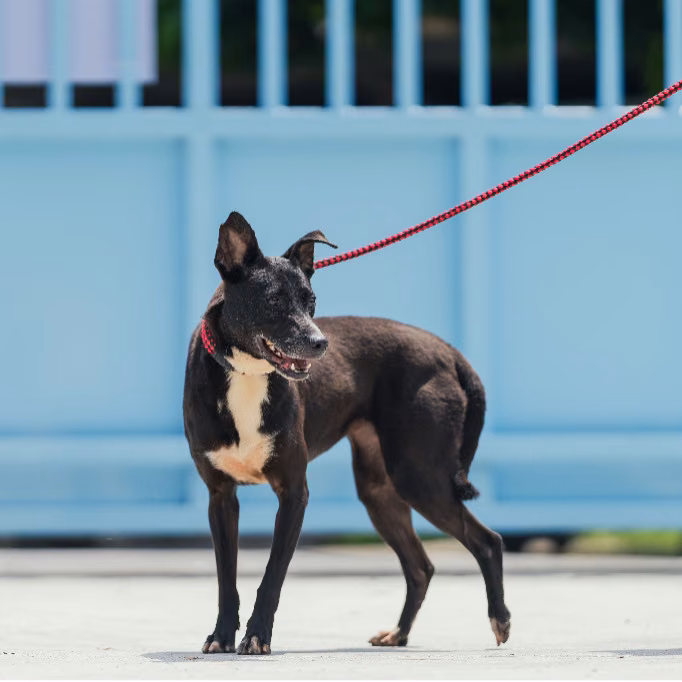 The dog, from the shelter's listing