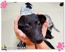 The dog, from the shelter's listing
