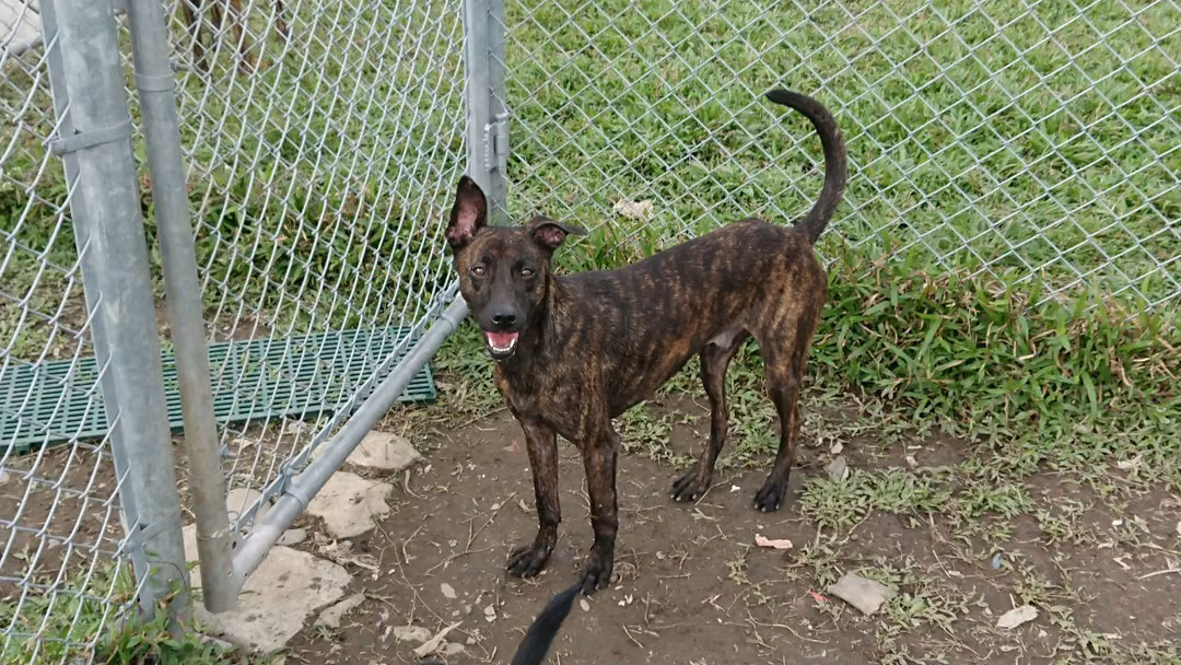 The dog, from the shelter's listing