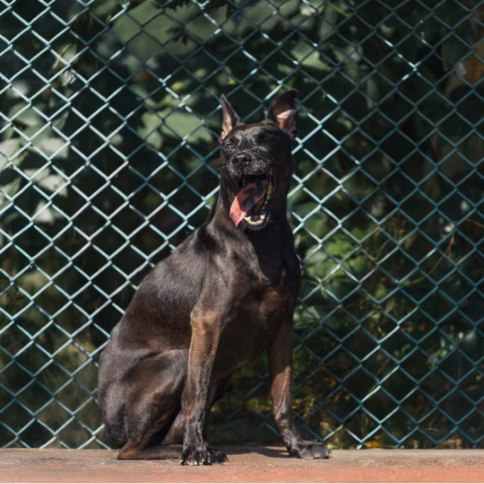 The dog, from the shelter's listing