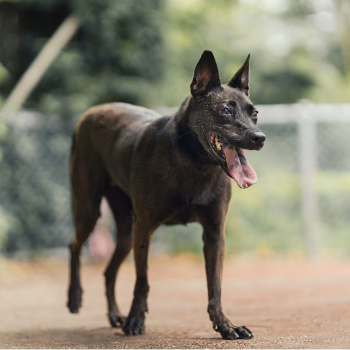 The dog, from the shelter's listing