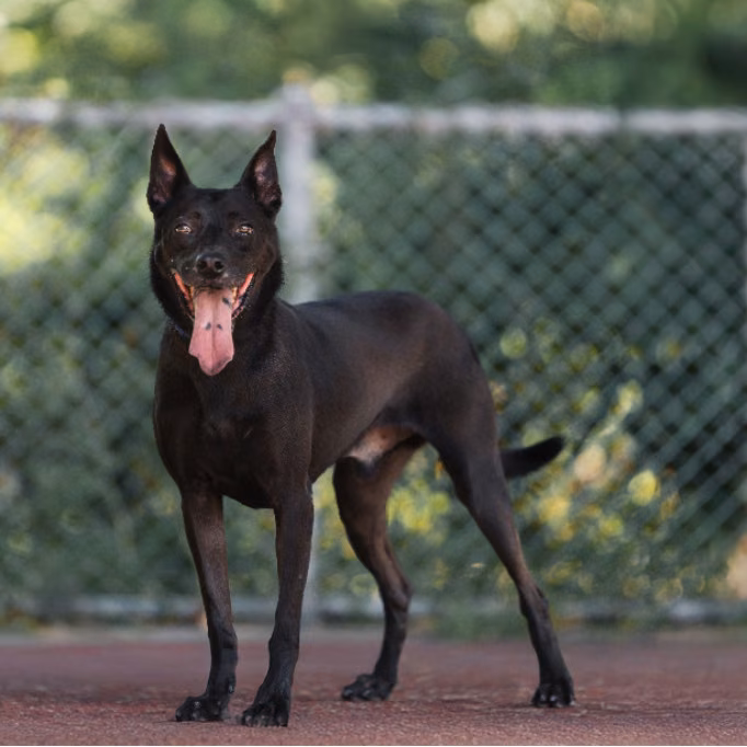 The dog, from the shelter's listing