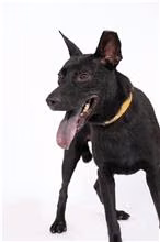 The dog, from the shelter's listing