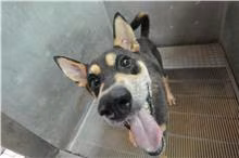The dog, from the shelter's listing