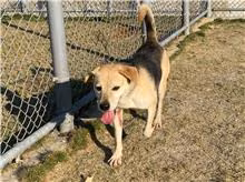 The dog, from the shelter's listing