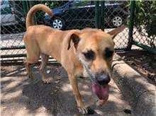 The dog, from the shelter's listing