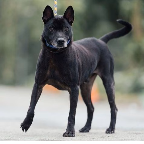 The dog, from the shelter's listing