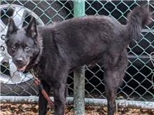 The dog, from the shelter's listing