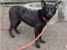 The dog, from the shelter's listing