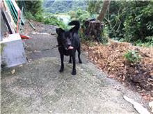 The dog, from the shelter's listing