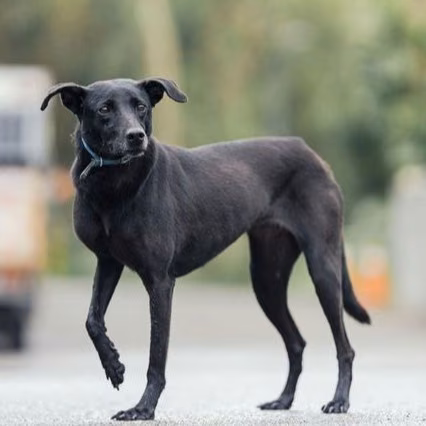 The dog, from the shelter's listing