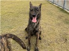 The dog, from the shelter's listing