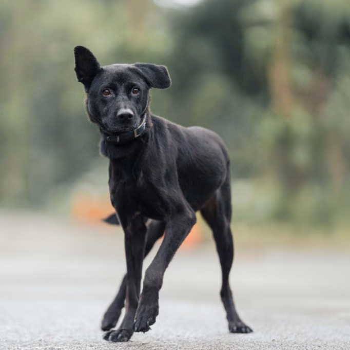 The dog, from the shelter's listing