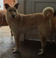 The dog, from the shelter's listing