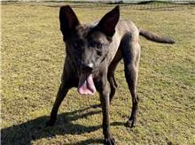 The dog, from the shelter's listing