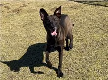 The dog, from the shelter's listing