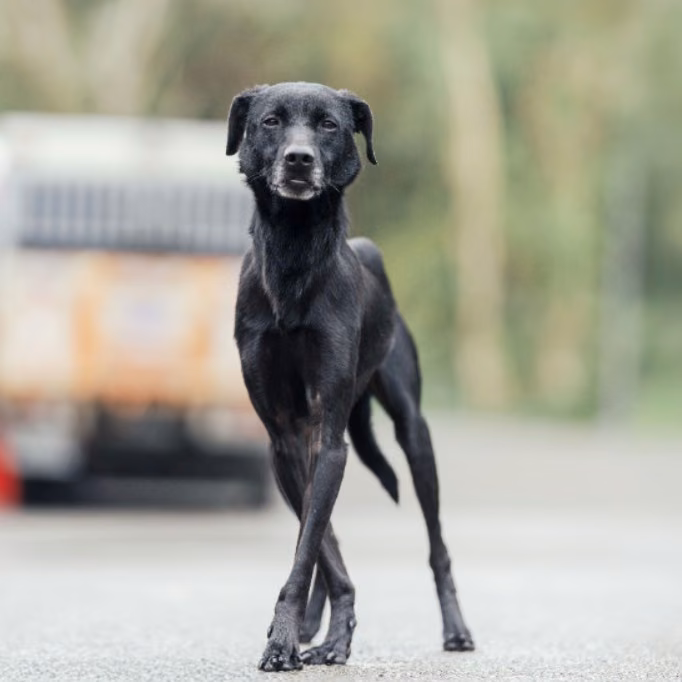 The dog, from the shelter's listing