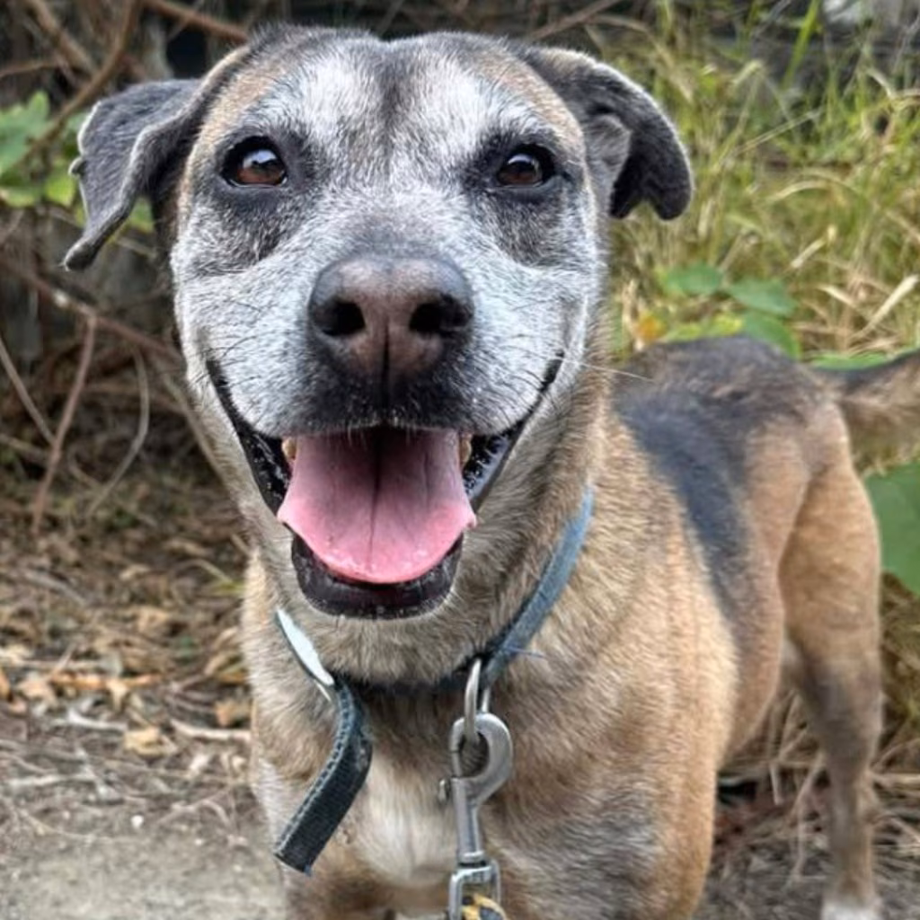 The dog, from the shelter's listing