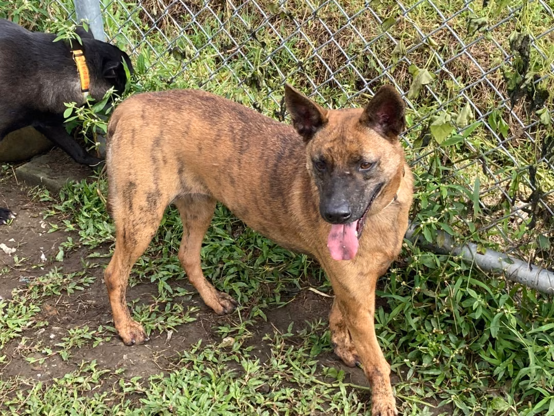 The dog, from the shelter's listing