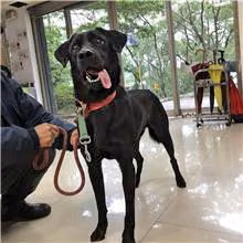 The dog, from the shelter's listing