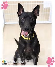 The dog, from the shelter's listing