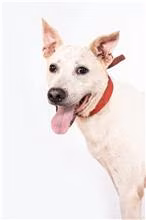 The dog, from the shelter's listing