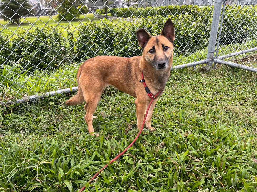 The dog, from the shelter's listing