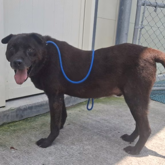 The dog, from the shelter's listing