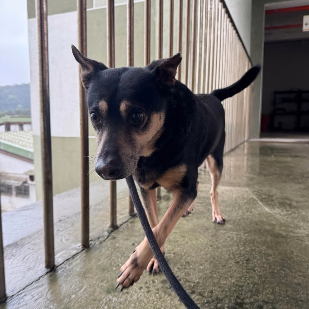 The dog, from the shelter's listing
