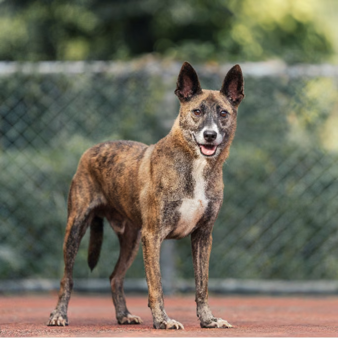 The dog, from the shelter's listing