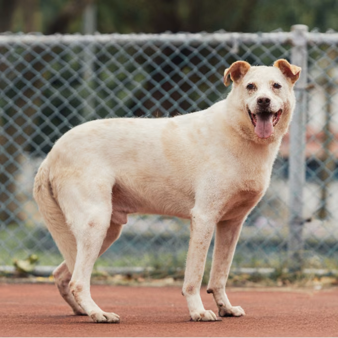 The dog, from the shelter's listing