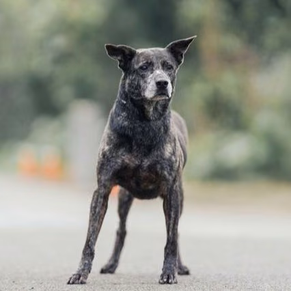 The dog, from the shelter's listing