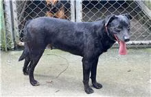 The dog, from the shelter's listing