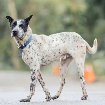The dog, from the shelter's listing