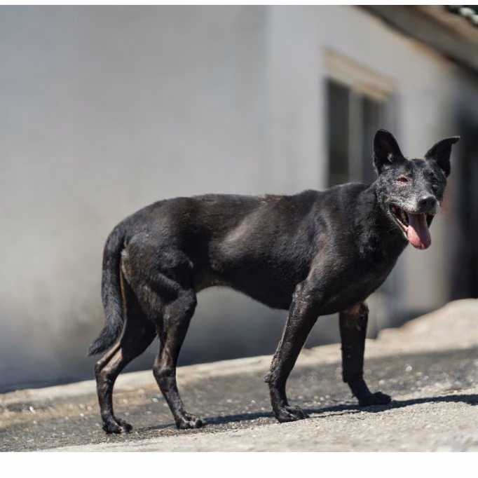 The dog, from the shelter's listing
