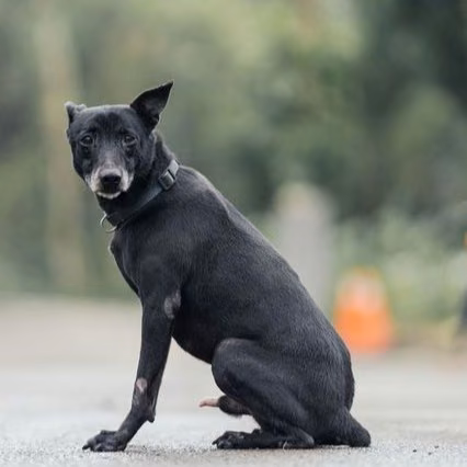The dog, from the shelter's listing