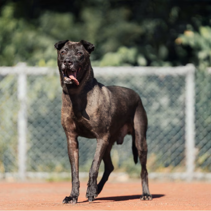 The dog, from the shelter's listing