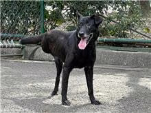 The dog, from the shelter's listing