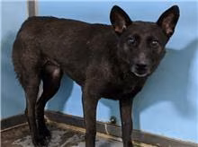 The dog, from the shelter's listing