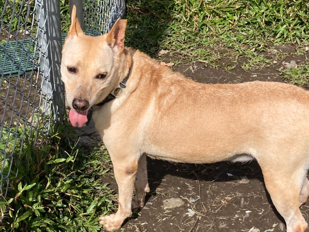 The dog, from the shelter's listing