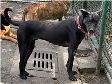The dog, from the shelter's listing
